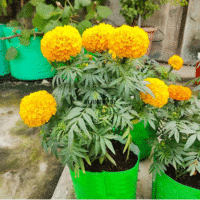 Vente graines et semences florales Oeillet d Inde Marigold à Casablanca Rabat Tanger Sale Kenitra Meknes