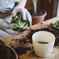 substrat pour rempotage cactus et plantes succulentes en vente à Bouskoura Fes Meknes Temara Tiznit