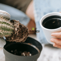 terreau pour cactus et succulentes en vente à Casablanca Rabat Marrakech Agadir Tanger Oujda Sale