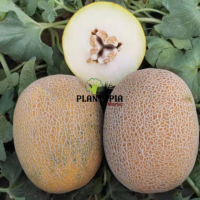 Culture & récolte de melon ananas et vente de graines potagères et reprouctibles pour semer melon ananas
