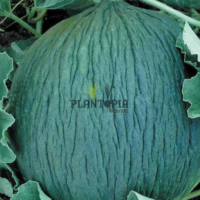 Vente de graines & semences rares de melon hasanbey à Casablanca Rabat Bouskoura Tanger Marrakech Fes Meknes