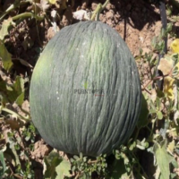 Vente de graines & semences rares de melon hasanbey à Temara Agadir Laayoune dakhla Taroudant Tiznit