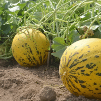 Vente de sachet de graines et semences de melon de turquie variété Kırkağaç 589 à Rabat Marrakech Tanger