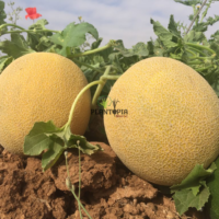 Vente de sachet de graines & semences de melon ananas à Agadir Temara Mehdia Tifllet Benslimane Khemiset