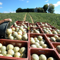 Vente de sachet de graines & semences de melon charentais à Agadir Temara Mehdia Tifllet Benslimane Khemiset