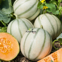 Vente de sachet de graines & semences de melon charentais à Casablanca Rabat Marrakech Tanger Fes Meknes