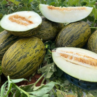 Vente sachet de graines & semences de Melon Piel de sapo à Casabalnca Rabat Bouskoura Temara sale Fes Meknes