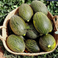 Vente sachet de graines & semences de Melon Piel de sapo à Marrakech Tanger Mohammedia Benslimane Tiflet Agadir