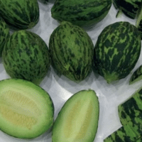 Vente sachet de graines & semences de Melon hidir de Turquie à Casabalnca Rabat Bouskoura Temara sale Fes Meknes