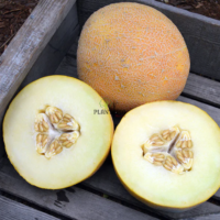 Vente sachet de graines & semences de melon Ananas à Casablanca RAbat Marrakech sale Fes Meknes Tanger