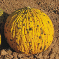 sachet de graines et semences de melon de turquie variété ancienne Kırkağaç 589 à Casablanca Bouskoura Temara
