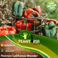 sachet de graines et semences de poivron rouge vert et jaune variété California Wonder - Plantopia Maroc seed packets