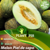 sachet de graines & semences de Melon Piel de sapo - Plantopia Maroc seed packets