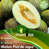 sachet de graines & semences de Melon Piel de sapo - Plantopia Maroc seed packets