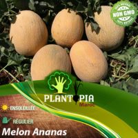 sachet de graines & semences de melon Ananas - Plantopia Maroc seed packets