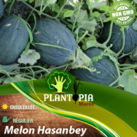 sachet de graines & semences de melon rare variété hasanbey - Plantopia Maroc seed packets