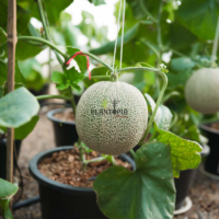 بيع بذور جميع اصناف البطيخ في المغرب اول موقع ومحل مغربي لبيع بذور البطيخ الاخضر والشمام الزراعية