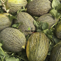موقع الكتروني و اكبر محل مغربي لبيع بذور الزراعة المنزلية مع التوصيل - بيع بذور بطيخ شمام جلد الضفدع