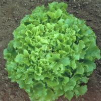 Culture de laitue salae frisée variété Arapsaçı au Maroc pour vente de graines et semences avec livraison - Plantopia