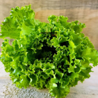 Plus grand grossiste et distributeur de graines et semences de laitue Arapsaçı salade frisée Arapsaçı - Plantopia Maroc