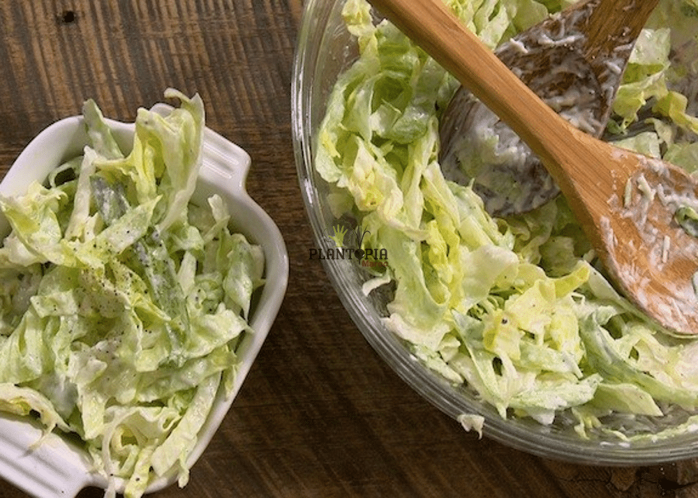 Recette de laitue salade variété ICEBERG de chez Plantopia cultivée depuis les graines à la sauce Yaourt Recette de laitue salade variété ICEBERG de chez Plantopia cultivée depuis les graines à la sauce Yaourt