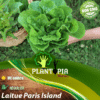 Vente de graines et semences de laitue Paris Island - Plantopia Maroc seed packets