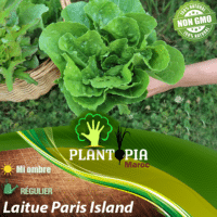 Vente de graines et semences de laitue Paris Island - Plantopia Maroc seed packets