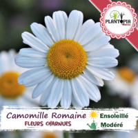 Vente sachet de graines et semences de fleur camomille romaine - Plantopia Maroc seed packet