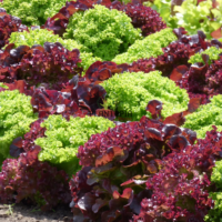 Vente sachet de graines et semences de laitue salade rouge frisée turque Kirmizi Kivircik chez Plantopia Maroc