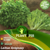 Vente sachet de graines et semences de laitue salade variété Arapsaçı - Plantopia Maroc seed packet