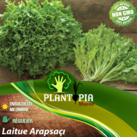 Vente sachet de graines et semences de laitue salade variété Arapsaçı - Plantopia Maroc seed packet