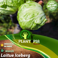 Vente sachet de graines et semences de laitue salade variété ICEBERG - Plantopia Maroc seed packet