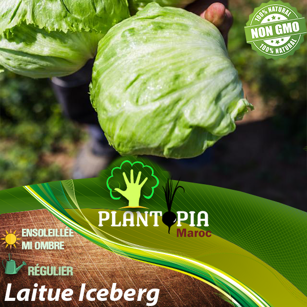 Vente sachet de graines et semences de laitue salade variété ICEBERG - Plantopia Maroc seed packet Vente sachet de graines et semences de laitue salade variété ICEBERG - Plantopia Maroc seed packet