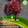 Vente sachet de graines et semences de laitue salade variété turque Kirmizi Kivircik - Plantopia Maroc seed pro