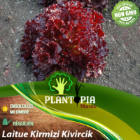 Vente sachet de graines et semences de laitue salade variété turque Kirmizi Kivircik - Plantopia Maroc seed pro