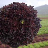 sachet de graines et semences de laitue rouge frisée turque Kirmizi Kivircik chez Plantopia Casablanca Bouskoura