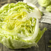 sachet de graines et semences de laitue salade variété ICEBERG chez Plantopia Casablanca Tanger Bouskoura sale