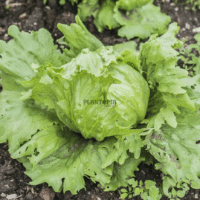 sachet de graines et semences de laitue salade variété ICEBERG chez Plantopia Marrakech Tanger Rabat Oujda
