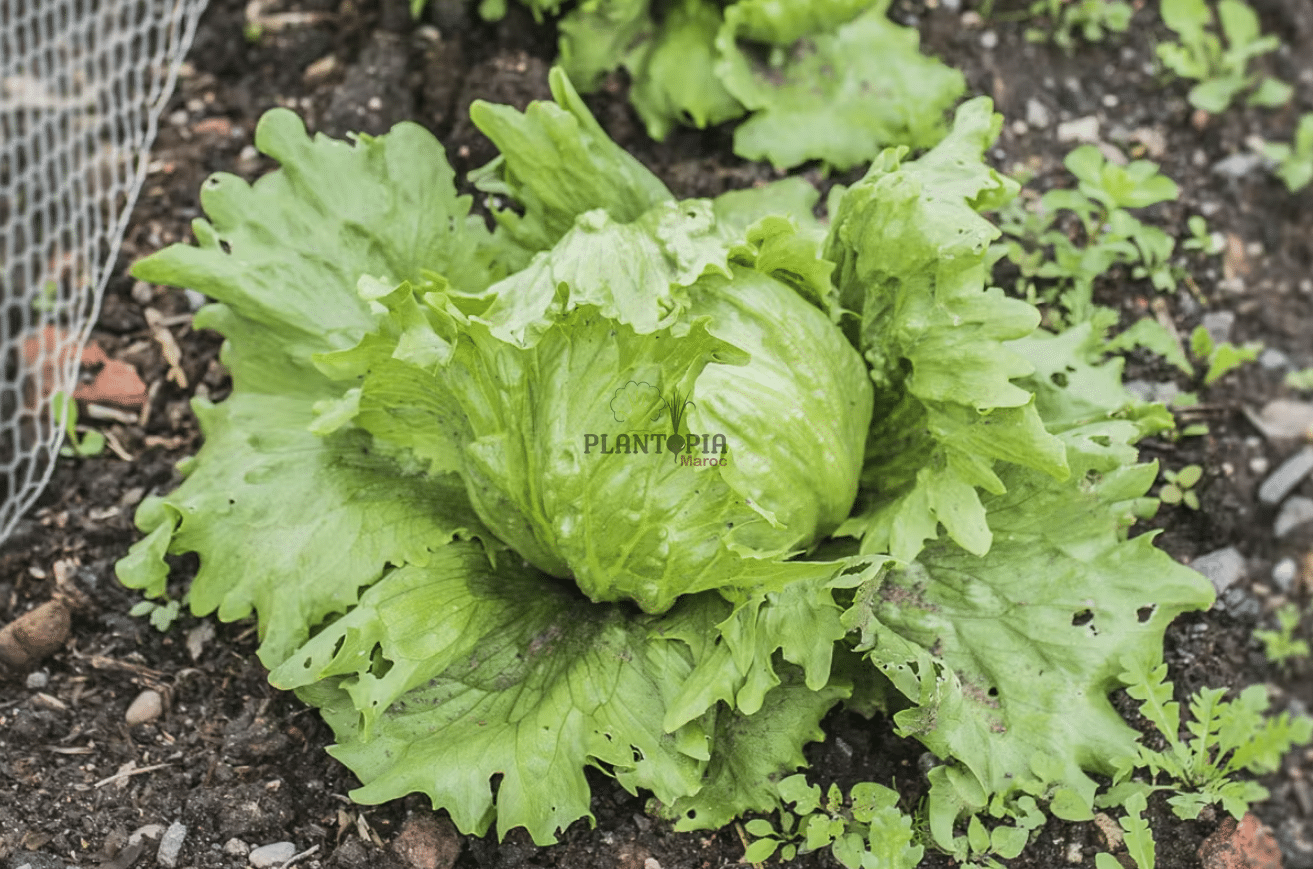 sachet de graines et semences de laitue salade variété ICEBERG chez Plantopia Marrakech Tanger Rabat Oujda sachet de graines et semences de laitue salade variété ICEBERG chez Plantopia Marrakech Tanger Rabat Oujda