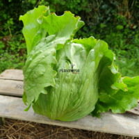 sachet de graines et semences de laitue salade variété ICEBERG chez Plantopia safi Essaouira Laayoune Tiznit dakhla