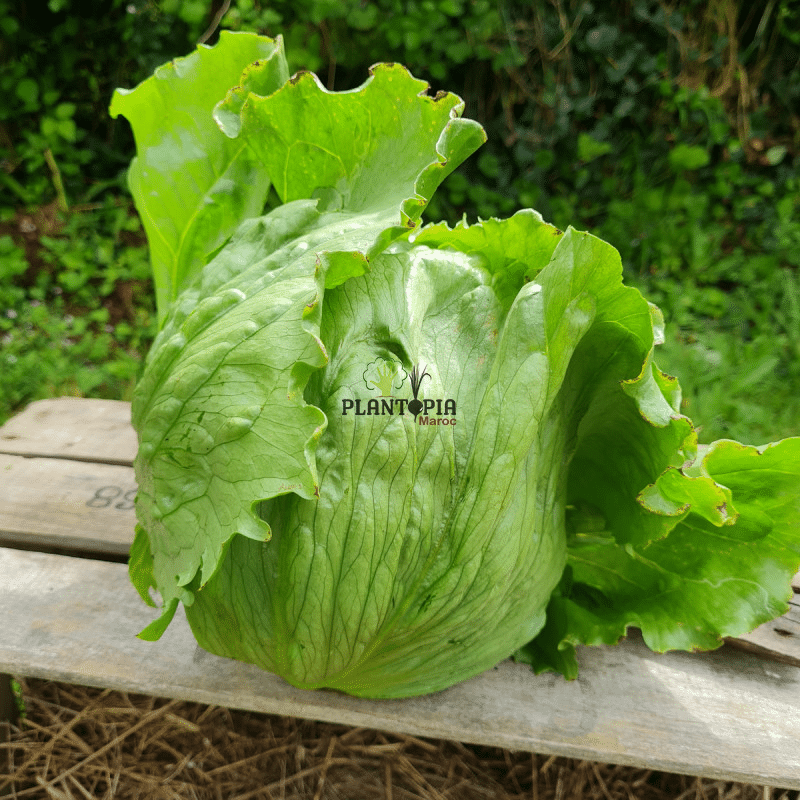 sachet de graines et semences de laitue salade variété ICEBERG chez Plantopia safi Essaouira Laayoune Tiznit dakhla sachet de graines et semences de laitue salade variété ICEBERG chez Plantopia safi Essaouira Laayoune Tiznit dakhla