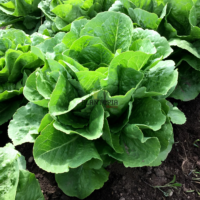 site de vente de sachets de graines et semences de laitue variété Paris Island chez Plantopia Casablanca Rabat Tanger sale