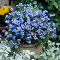 Graines à semer pour semis de fleurs de Myosotis alpine mélange de couleurs chez Plantopia Maroc