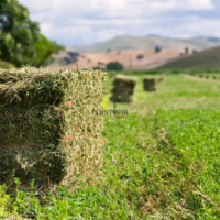 Graines et semences de luzerne Alfalfa américaine variété Ranger chez Plantopia Casablanca Bouskoura sale safi