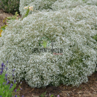 Graines & semences pour fleur Gypsophile Baby's breath à dakhla Laayoune Massa Tiznit Guelmim Taroudant