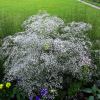Plantation fleur Gypsophile au jardin nuage blanc - Graines de fleurs - بذور زهرة الجبسوفيل او زهرة نفس الرضيع للزراعة المنزلة للبيع في المغرب