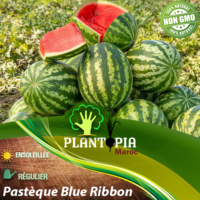 Vente de sachet de graines et semences de variété ancienne de Pastèque Blue Ribbon - Plantopia Maroc