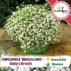 Vente de sachet de graines & semences florales Gypsophile blanc brouillard Baby's breath nuage fleuri - Plantopia Maroc
