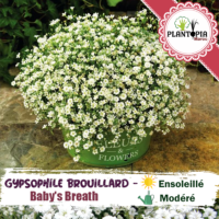 Vente de sachet de graines & semences florales Gypsophile blanc brouillard Baby's breath nuage fleuri - Plantopia Maroc