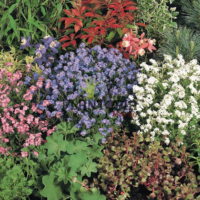 Vente en vrac graines et semences florales Myosotis des Alpes chez Plantopia Casablanca Bouskoura Rabat dar Bouazza